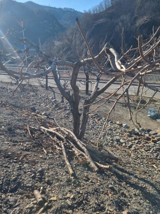 김용대님의 자유주제 · 자유게시판 작성글 사진