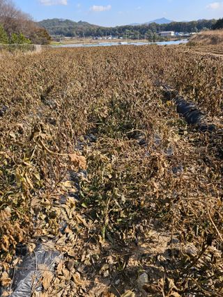 5도2촌님의 작성글 사진