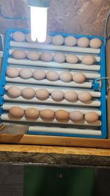 팜모닝 자유주제·자유게시판 게시글 이미지