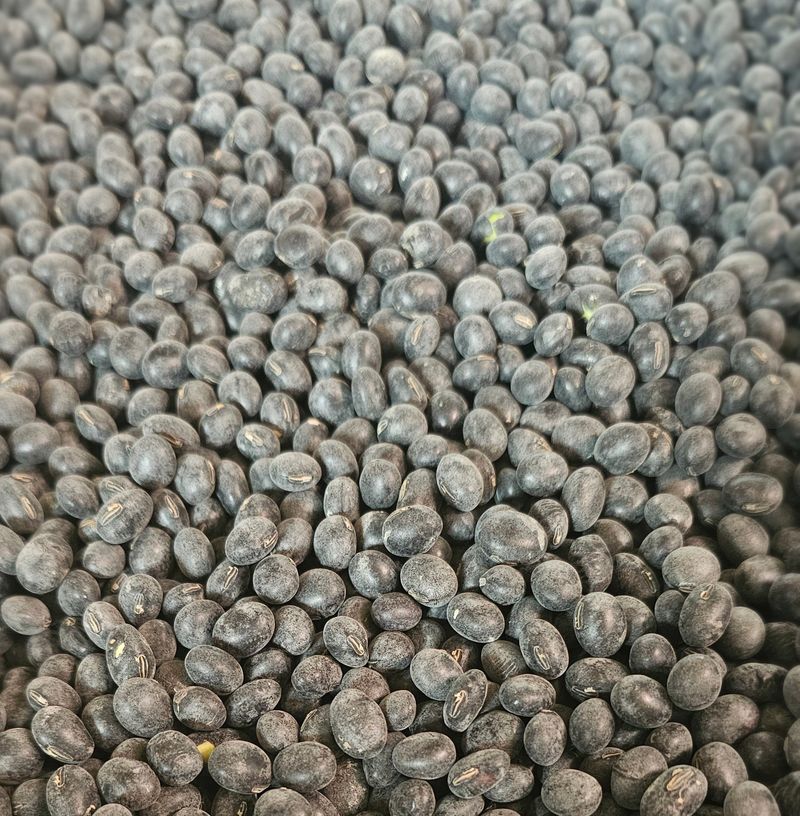 5도2촌님의 장터 판매 상품 [25년 수확 상품 새바람 서리태 최저가] 첨부 사진