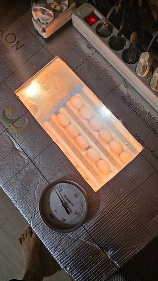 유기농으로키우자님의 자유주제 · 자유게시판 작성글 사진