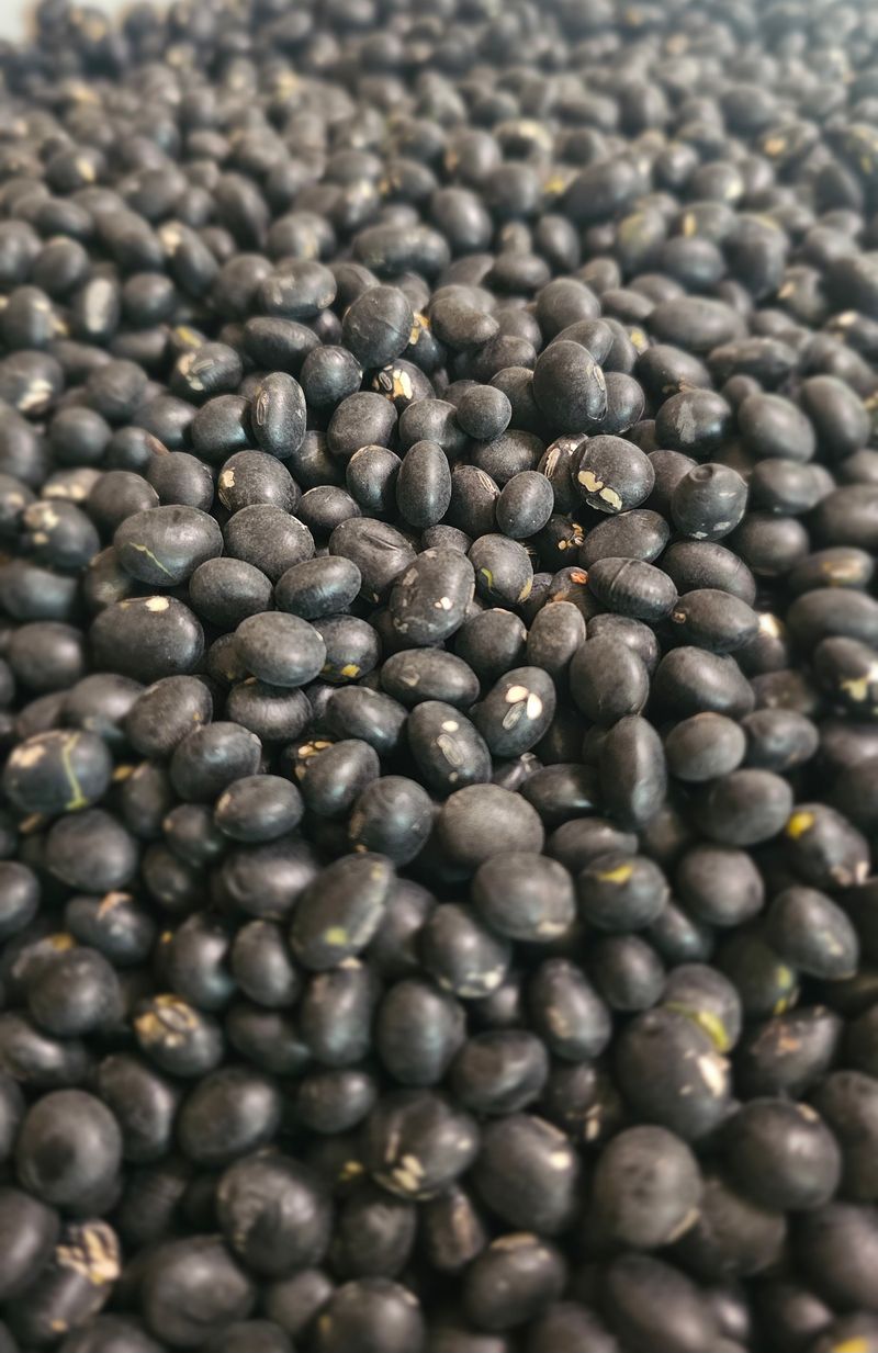 5도2촌님의 장터 판매 상품 [25년수확 귀족서리태] 첨부 사진