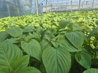 준영농장 출석왕.님의 자유주제 · 자유게시판 작성글 사진