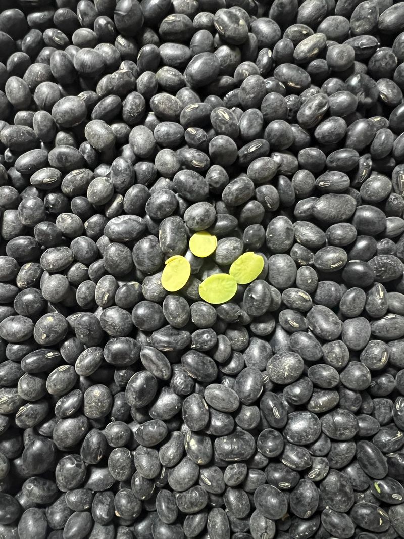 박금선 님의 장터 판매 상품 [서리태 1kg] 첨부 사진