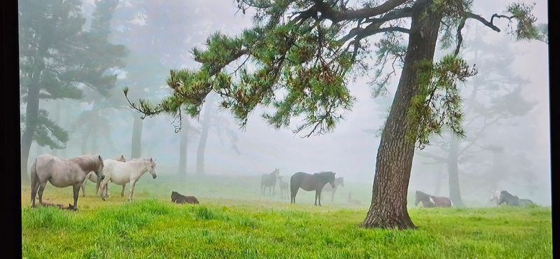 김화석님의 장터 판매 상품 [양배추즙ㆍ] 첨부 사진