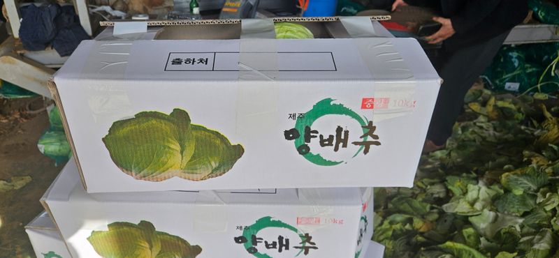 김화석님의 장터 판매 상품 [양배추즙ㆍ] 첨부 사진