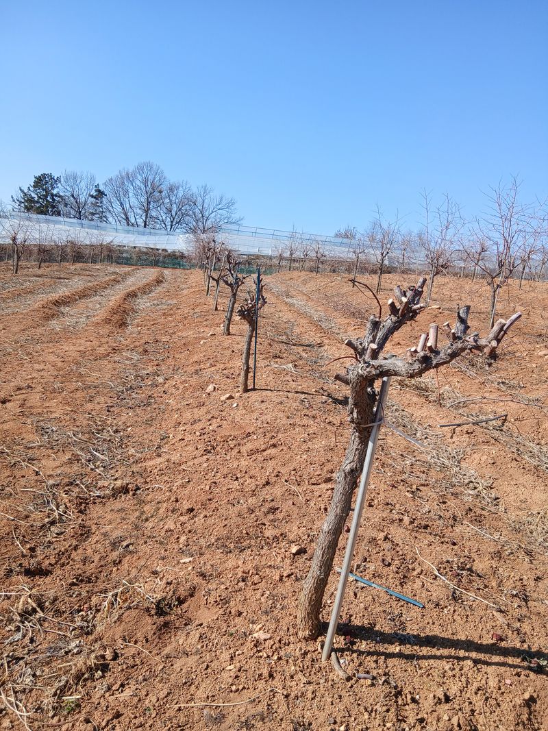 한상숙님의 장터 판매 상품 [사과대추나무 4년생] 첨부 사진