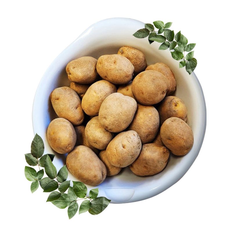 장터 상품 [대관령 씨감자 두백 수미 분나는 감자모종 분감자 강원도 4kg] 썸네일