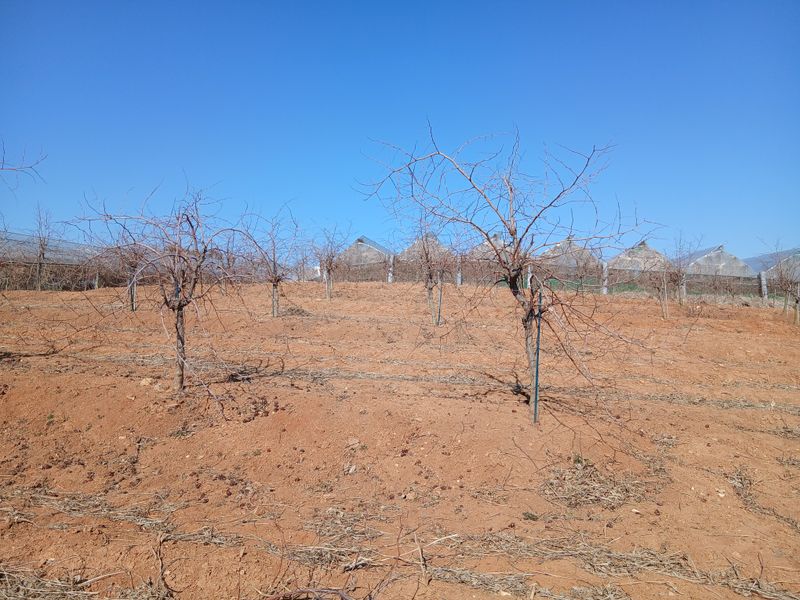 한상숙님의 장터 판매 상품 [사과대추나무 4년생] 첨부 사진