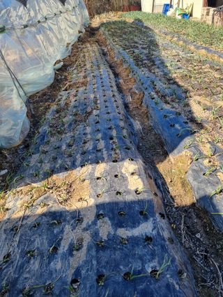 초보농군 정종호님의 자유주제 · 자유게시판 작성글 사진