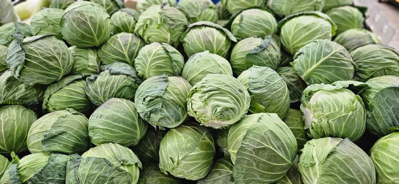 김화석님의 장터 판매 상품 [양배추즙ㆍ] 첨부 사진