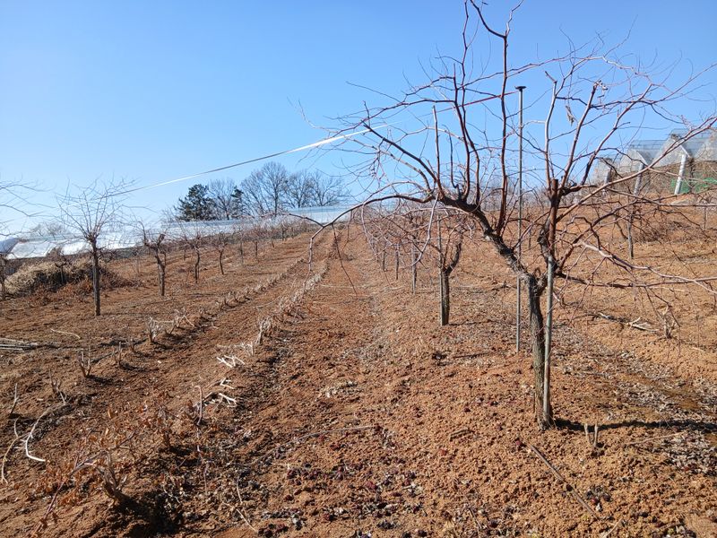 장터 상품 [사과대추나무 4년생] 썸네일