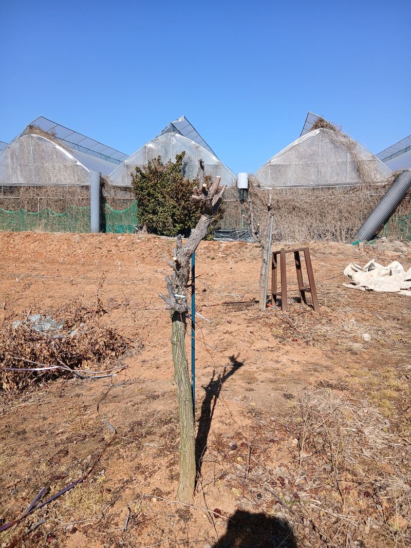 한상숙님의 장터 판매 상품 [사과대추나무 4년생] 첨부 사진