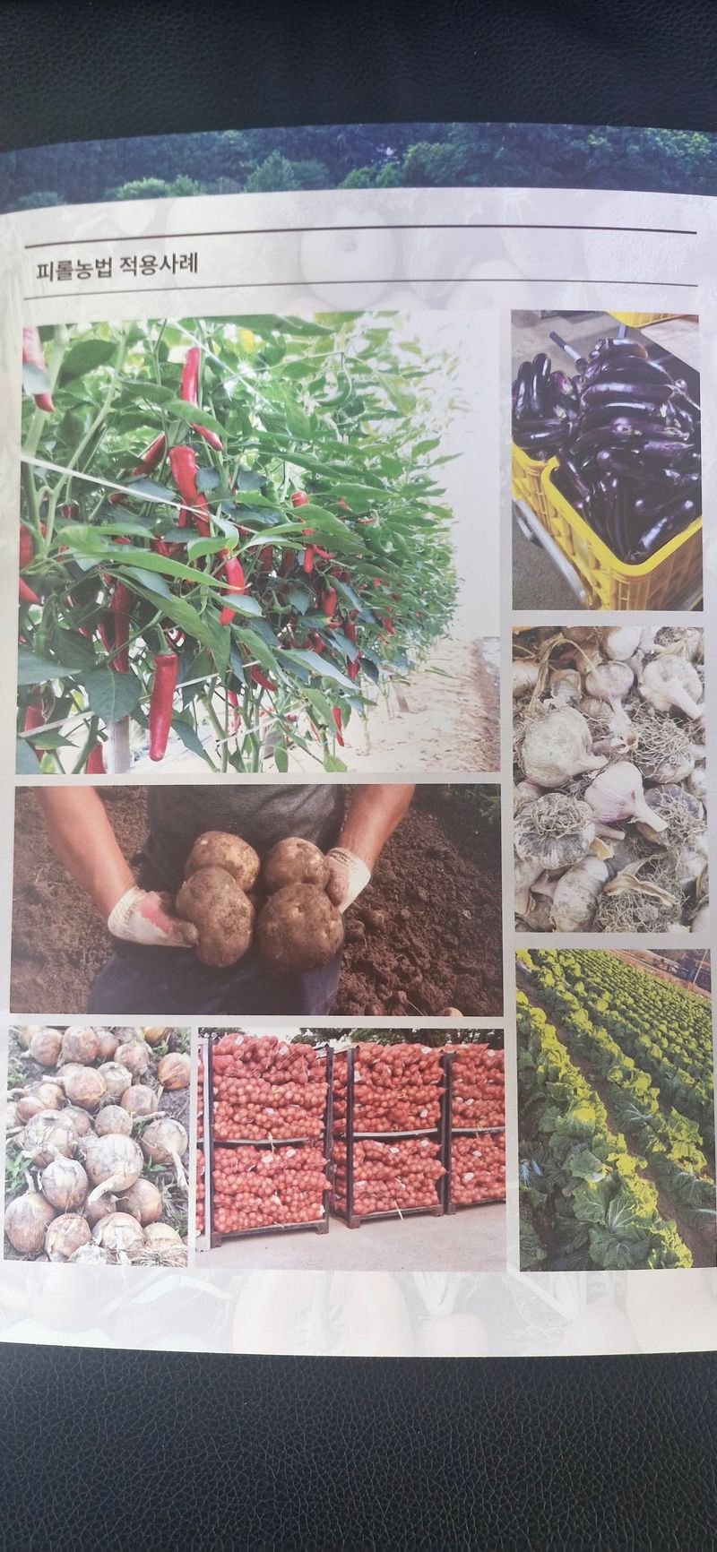 펠렛전문이부장님의 장터 판매 상품 [피롤땅지기 ] 첨부 사진