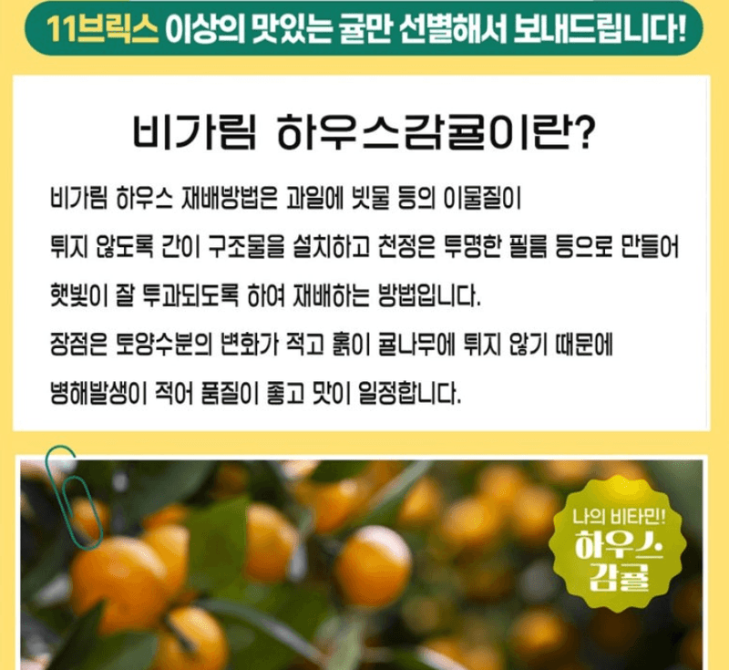 스피드번님의 장터 판매 상품 [특가 하우스 비가림 감귤] 첨부 사진