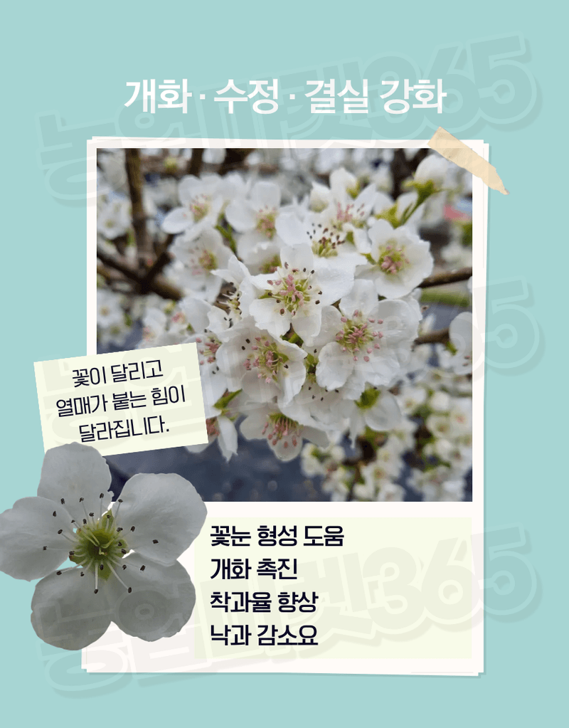 농업마켓365님의 장터 판매 상품 [알가 ALGA 500ml 노르웨이 고농축 해조추출물 32% 생육촉진 냉해피해경감 서리피해경감] 첨부 사진