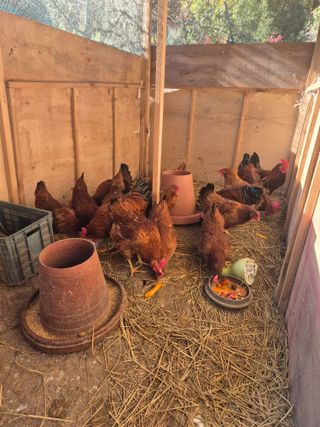 귤19190님의 작성글 사진