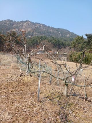두릅나무10495님의 자유주제 · 사진전 작성글 사진