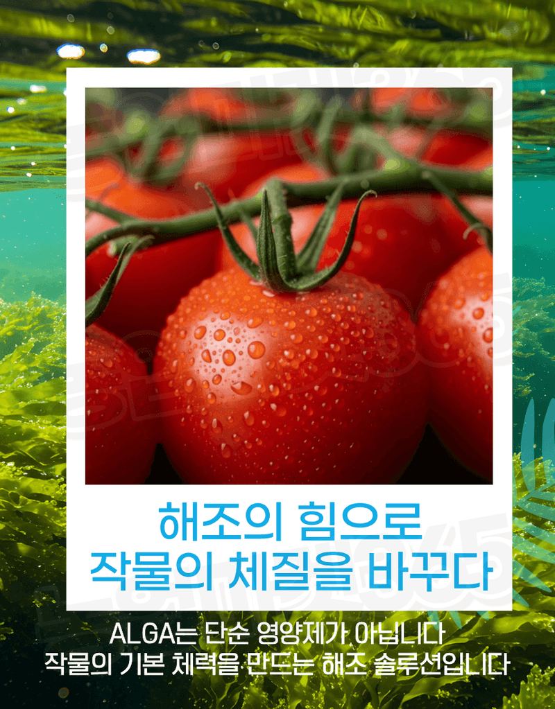 농업마켓365님의 장터 판매 상품 [알가 ALGA 500ml 노르웨이 고농축 해조추출물 32% 생육촉진 냉해피해경감 서리피해경감] 첨부 사진