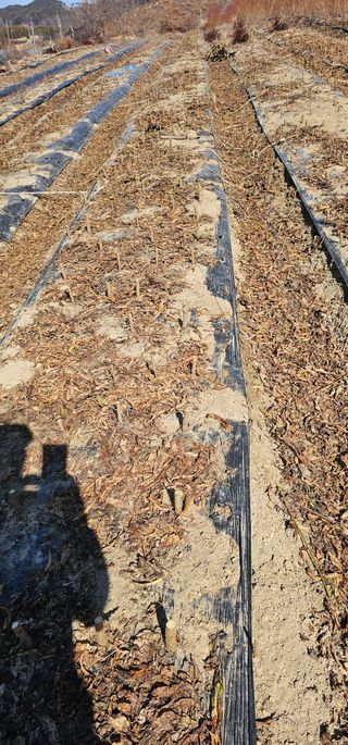 뿌리묘목농원님의 자유주제 · 자유게시판 작성글 사진