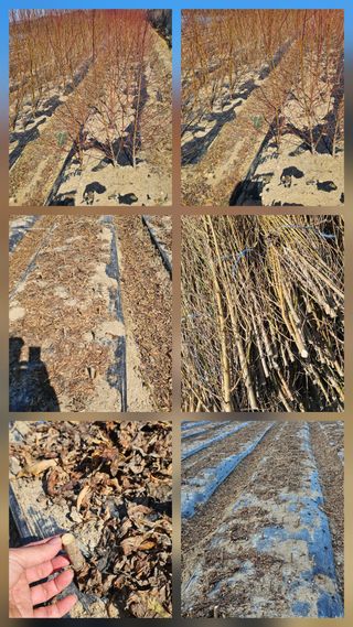 뿌리묘목농원님의 자유주제 · 자유게시판 작성글 사진