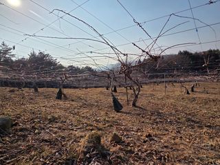 노고단님의 자유주제·자유게시판 작성글 사진