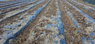 뿌리묘목농원님의 자유주제 · 자유게시판 작성글 사진