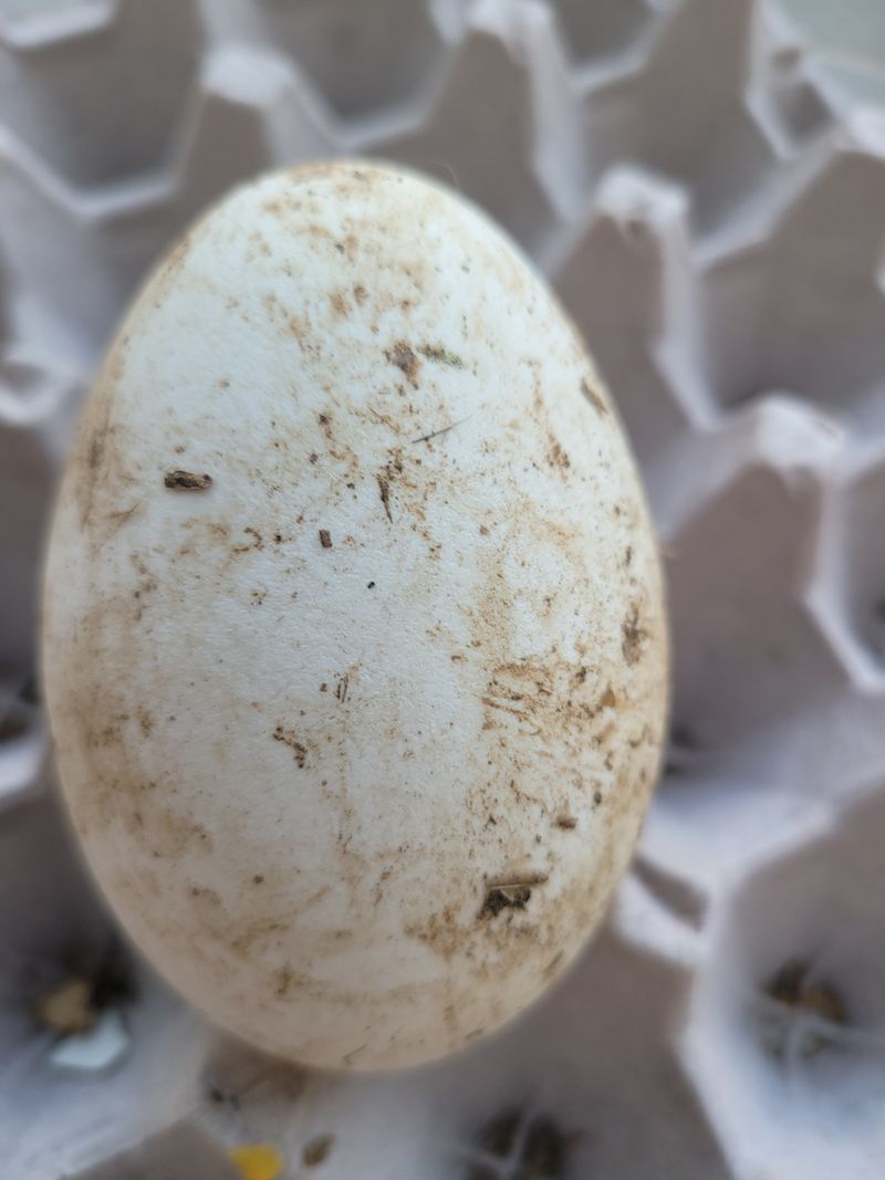 장터 상품 [부화용거위알] 썸네일