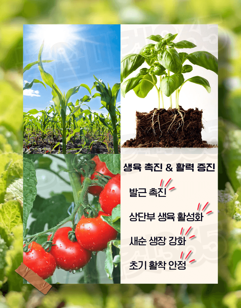 농업마켓365님의 장터 판매 상품 [알가 ALGA 500ml 노르웨이 고농축 해조추출물 32% 생육촉진 냉해피해경감 서리피해경감] 첨부 사진