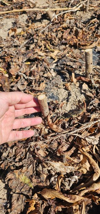 뿌리묘목농원님의 자유주제 · 자유게시판 작성글 사진