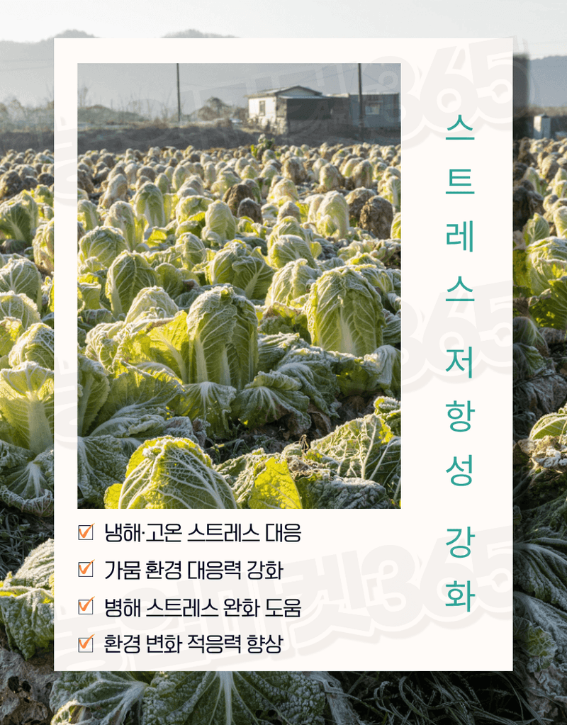 농업마켓365님의 장터 판매 상품 [알가 ALGA 500ml 노르웨이 고농축 해조추출물 32% 생육촉진 냉해피해경감 서리피해경감] 첨부 사진