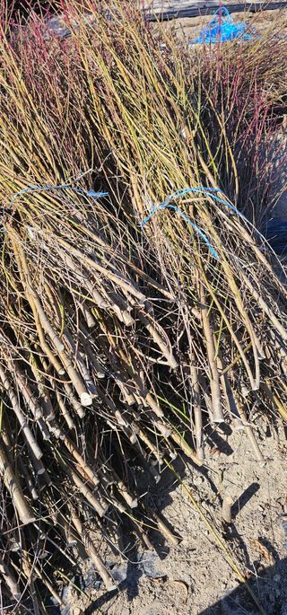 뿌리묘목농원님의 자유주제 · 자유게시판 작성글 사진