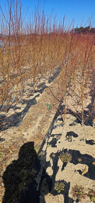 뿌리묘목농원님의 자유주제 · 자유게시판 작성글 사진