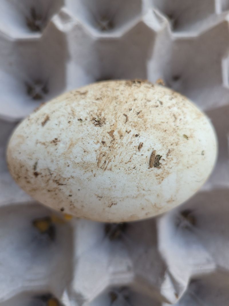 팜모닝회원논산농부님의 장터 판매 상품 [부화용거위알] 첨부 사진