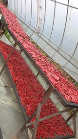 팜모닝 자유주제·자유게시판 게시글 이미지