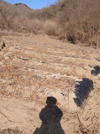 거창두릅농원김성희님의 자유주제 · 자유게시판 작성글 사진