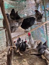 팜모닝 · 게시글 이미지