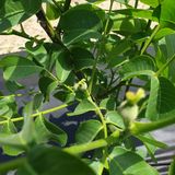 형제들농원님의 자유주제·자유게시판 작성글 사진