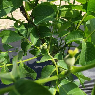 형제들농원님의 자유주제 · 자유게시판 작성글 사진