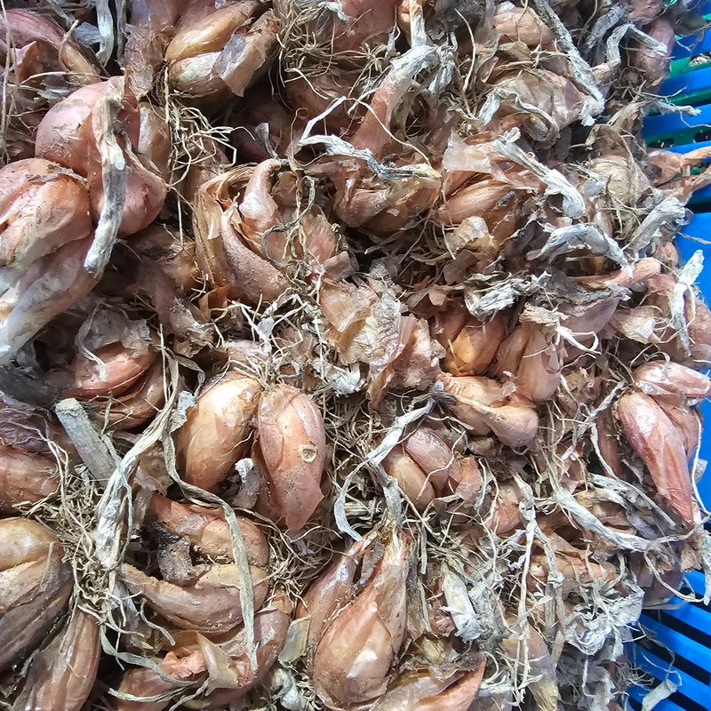 장터 상품 [쪽파  종구 1kg] 썸네일