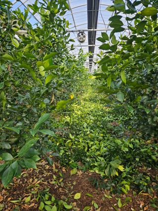 제주 지안이네농장님의 자유주제 · 자유게시판 작성글 사진