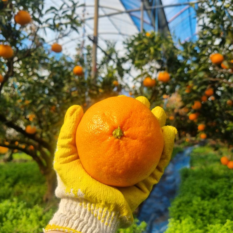 은동이님의 장터 판매 상품 [서귀포 남원 천혜향 3kg, 5kg, 10kg] 첨부 사진