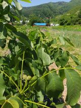 형제들농원님의 자유주제·자유게시판 작성글 사진