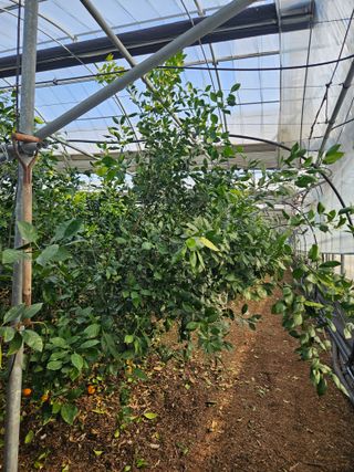 제주 지안이네농장님의 자유주제 · 자유게시판 작성글 사진