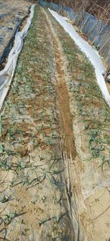 초보퍼머5도2촌준비님의 자유주제·자유게시판 작성글 사진