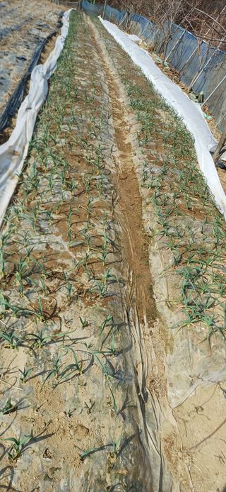 초보퍼머5도2촌준비님의 자유주제 · 자유게시판 작성글 사진