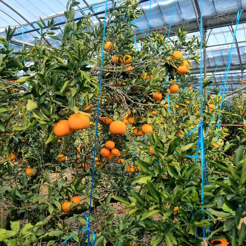 은동이님의 장터 판매 상품 [서귀포 남원 천혜향 3kg, 5kg, 10kg] 첨부 사진