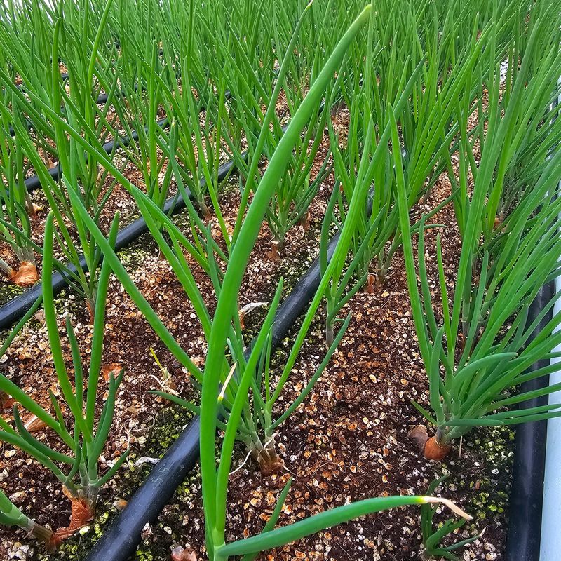 쪽파랑님의 장터 판매 상품 [쪽파  종구 1kg] 첨부 사진