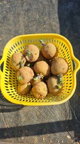 팜모닝 자유주제·자유게시판 게시글 이미지