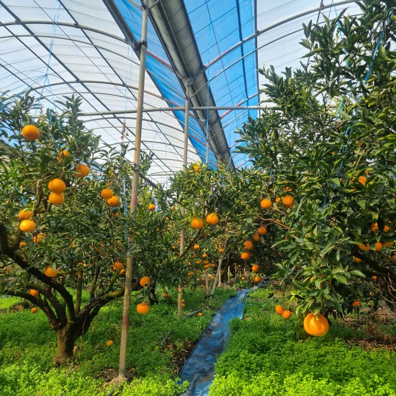 은동이님의 장터 판매 상품 [서귀포 남원 천혜향 3kg, 5kg, 10kg] 첨부 사진